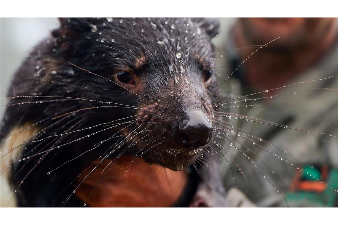 Schon fünf Tote bei massiven Überschwemmungen in Australien Auch viele Tiere waren betroffen, darunter bedrohte Tasmanische Teufel.
