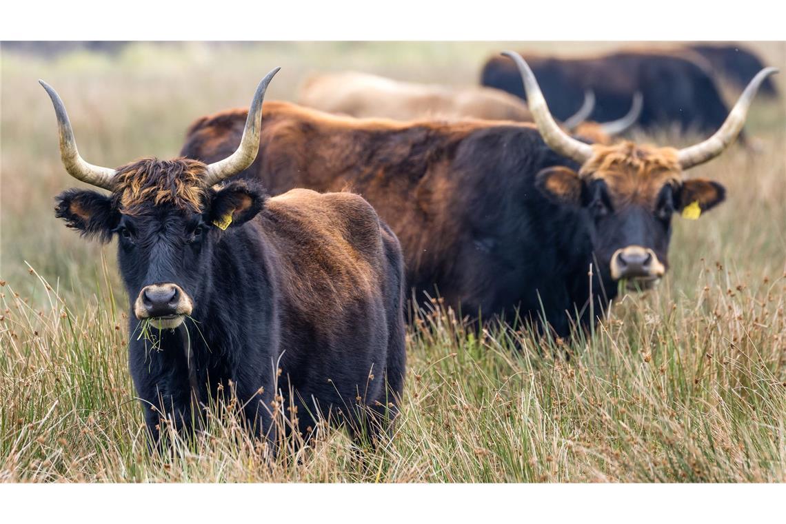 Auerochsen grasen an einem trüben Tag auf einer Wiese im Aueroxenreservat Spreeaue nördlich der Stadt Cottbus.