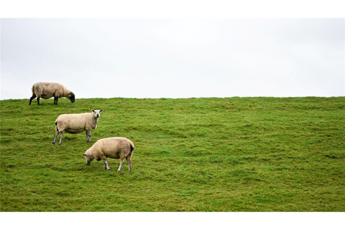 Auf Deichen sind Regelungen zum Schutz der Weidetiere schwieriger - und deshalb sollen dort Wolfs-Abschüsse leichter möglich werden.