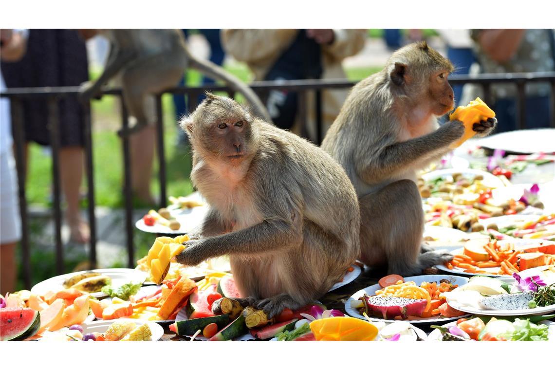 Ein Bankett als Dankeschön: Festmahl für Affen in Thailand Auf dem Menü stehen vor allem Obst und Gemüse.