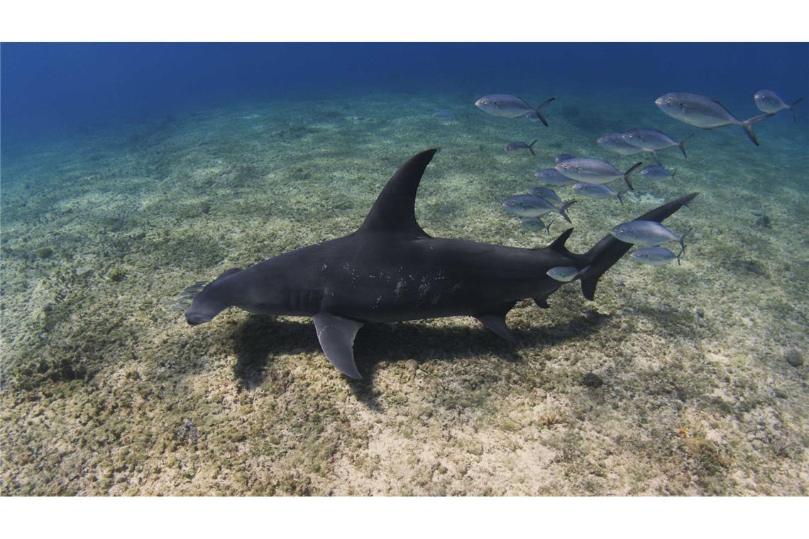Hammerhaie werden zu Stubenhockern Auf den Bahamas fühlen sich die Haie wohl.