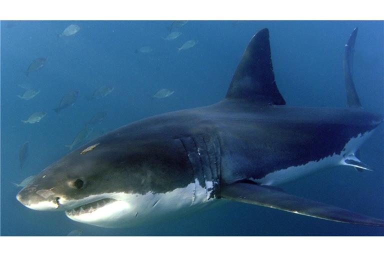Auf der Konferenz wurde ein besserer Schutz von mehr als 70 Hai- und Rochenarten beschlossen.