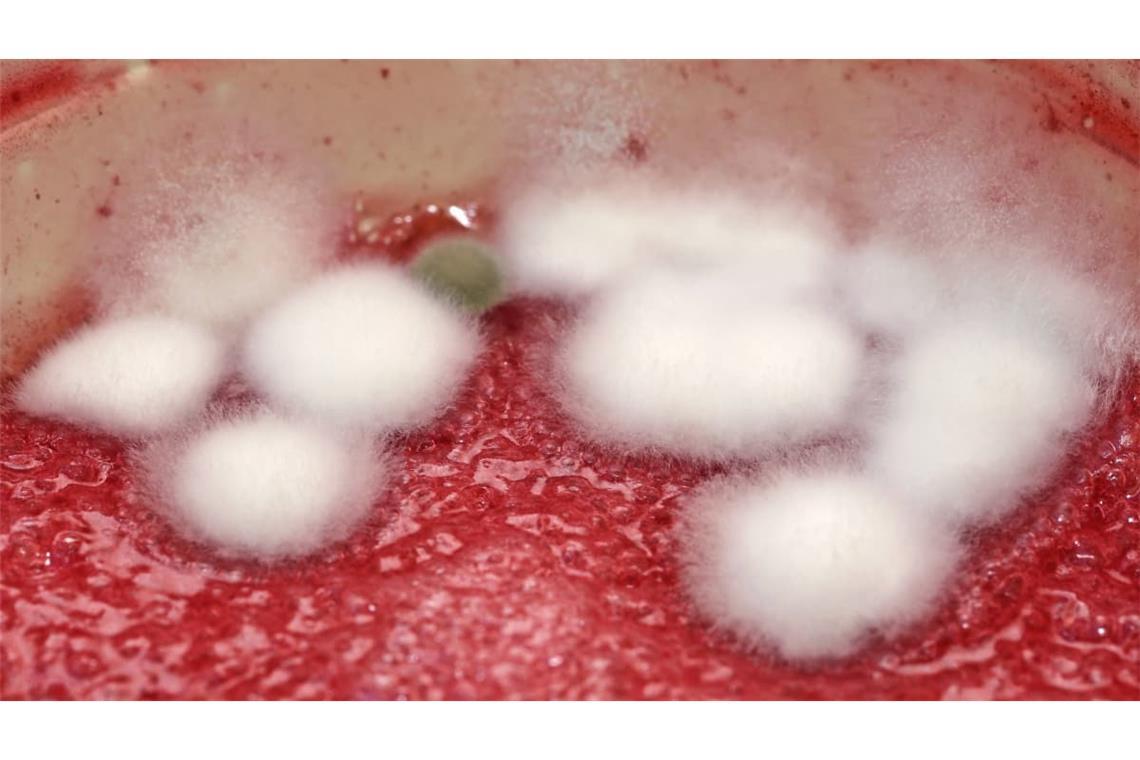 Auf der Oberfläche von einem Fruchtjoghurt haben sich Schimmelpilze gebildet, die den Joghurt ungenießbar machen und sofort entsorgt werden müssen: Unerwünschte Folgen können in erheblicher Geruchsbelästigung, in allergischen Reaktionen und in – eventuell tödlichen – Vergiftungen bestehen. Im Extremfall befallen und zerstören Schimmelpilze Körpergewebe mit tödlichem Ausgang.
