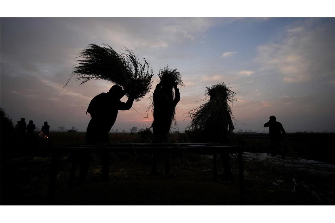 Bilder des Tages Auf dm Land in Indien: Bauern dreschen an einem kalten Morgen in der Nähe des indisch-pakistanischen Grenzgebiets von Ranbir Singh Pura die Reisernte auf einem Feld.
