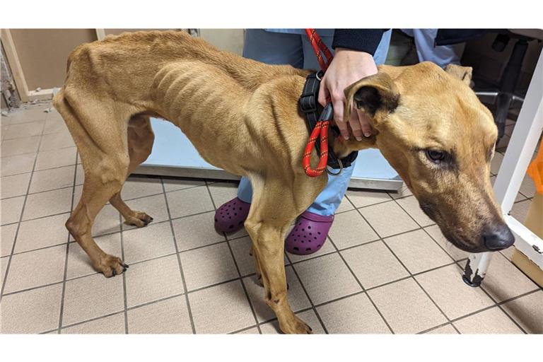 Auf einem Bauernhof im Südwesten Spaniens hat die Polizei 32 verhungerte Hunde gefunden. Das Bild stammt nicht vom Bauernhof, sondern zeigt einen Hund einer anderen Besitzerin (Symbolfoto).