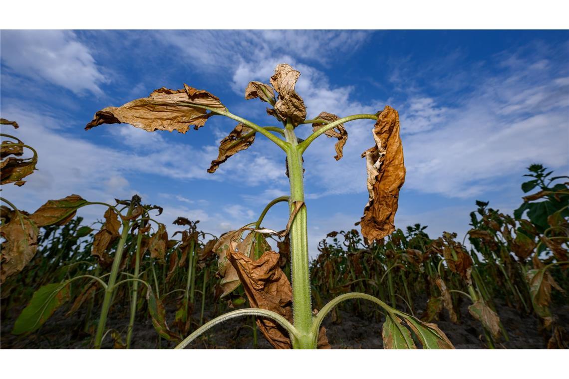 Bilder des Tages Auf einem Feld im südlichen Brandenburg zeigen Sonnenblumen deutliche Trockenschäden – ein sichtbares Zeichen der anhaltenden Dürre.