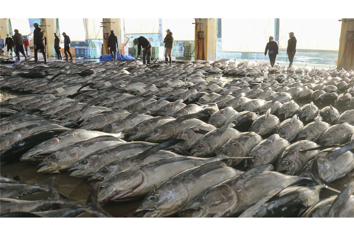 Bilder des Tages Auf einem Großmarkt im Westen Japans wird Thunfisch bei der ersten Auktion des Jahres angeboten.