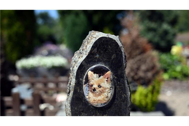 Auf einem Tierfriedhof liegen viele geliebte Haustiere begraben.