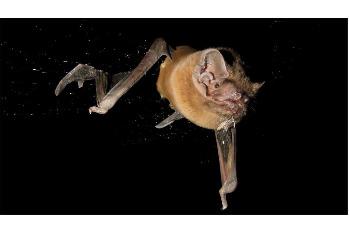 Europas größte Fledermaus jagt und frisst Singvögel in der Luft Auf frischer Tat ertappt: Europas größte Fledermaus jagt und verzehrt Singvögel in der Luft