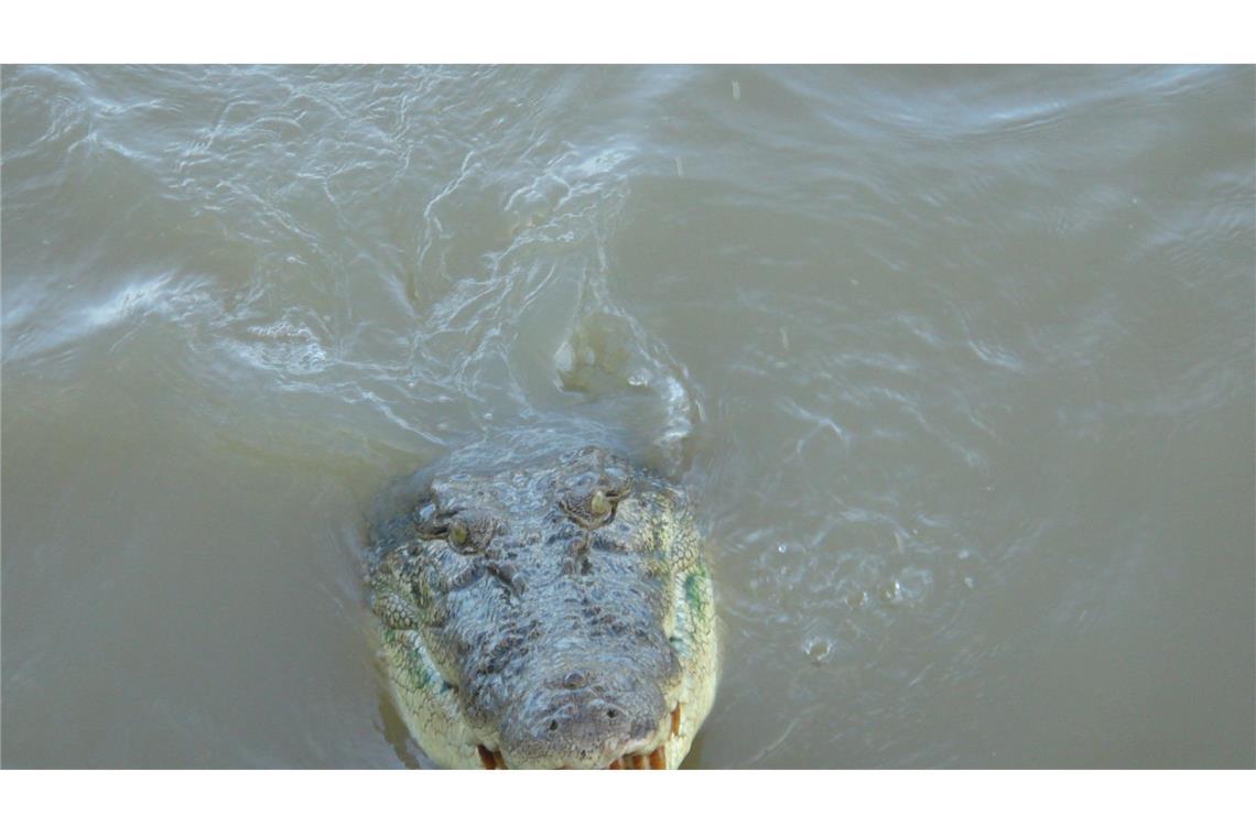 Weder Haie noch Schlangen: Australiens tödlichste Tiere Auf Platz 8 befinden sich Krokodile.