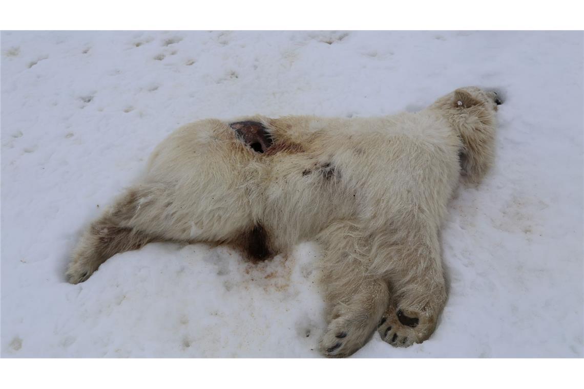Auf Spitzbergen ist bei einem einjährigen männlichen Eisbären das Vogelgrippe-Virus nachgewiesen worden.