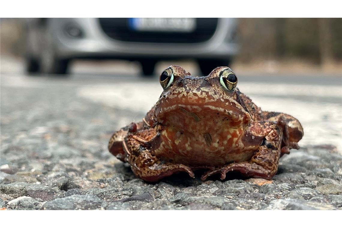 Bilder des Tages Augen auf im Straßenverkehr