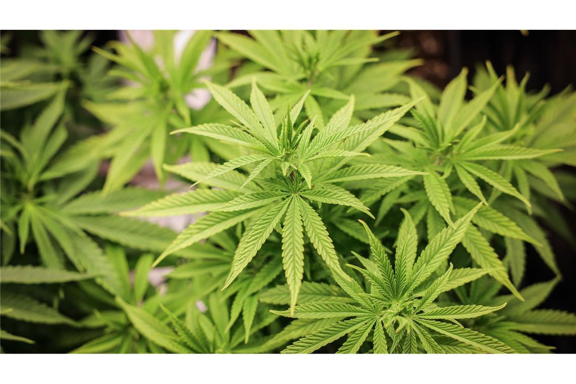 Erste Cannabis-Clubs im Land erhalten Anbau-Genehmigungen Aus der Cannabis-Pflanze werden Haschisch und Marihuana hergestellt. (Archivbild)