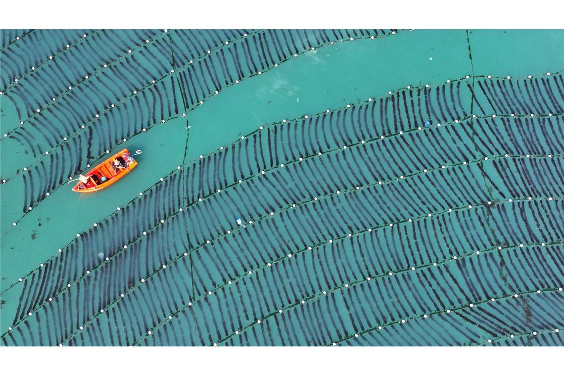 Aus der Luft: Arbeiter hegen Seetang auf Meeresfarm in Chinas Provinz Shandong