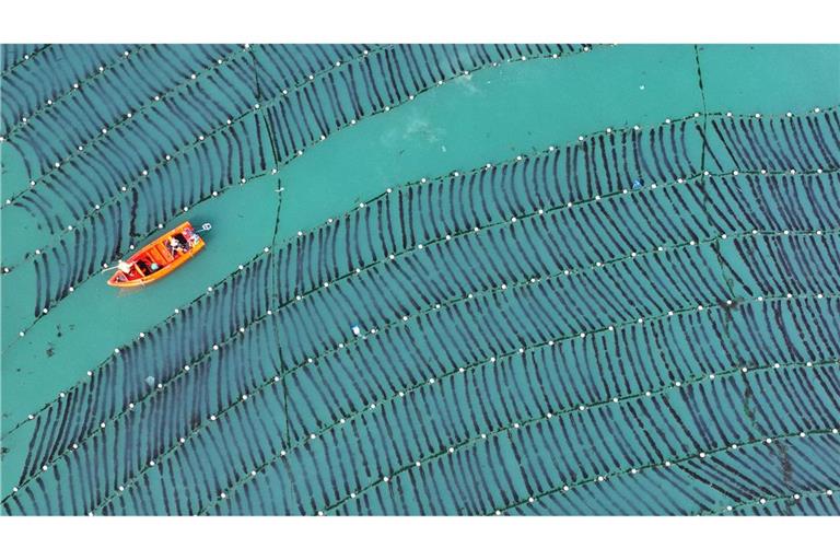 Aus der Luft: Arbeiter hegen Seetang auf Meeresfarm in Chinas Provinz Shandong