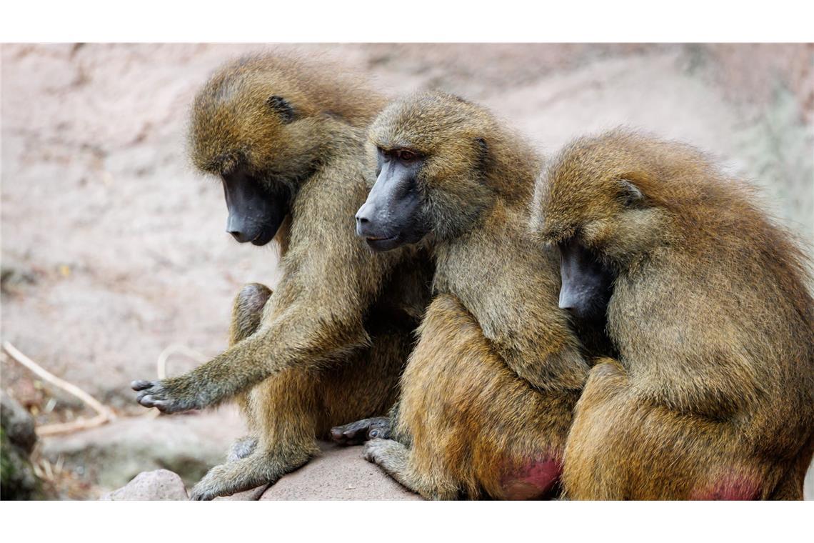 Trotz massiver Kritik – Tiergarten tötet gesunde Paviane