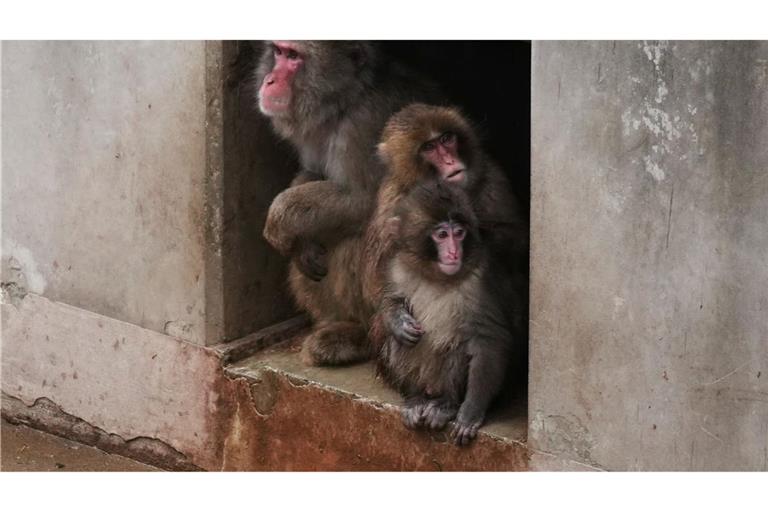 Aus Punch ist ein kleiner Rabauke geworden. (Archivbild)