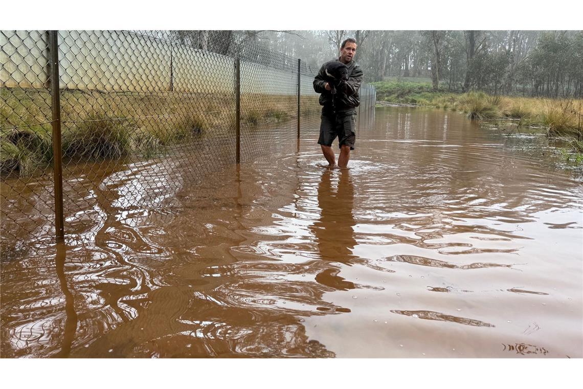 Verheerendes Hochwasser in Australien - mindestens drei Tote Aussie-Ark-Direktor Tim Faulkner brachte viele Tiere in Sicherheit - wie diesen Tasmanischen Teufel.