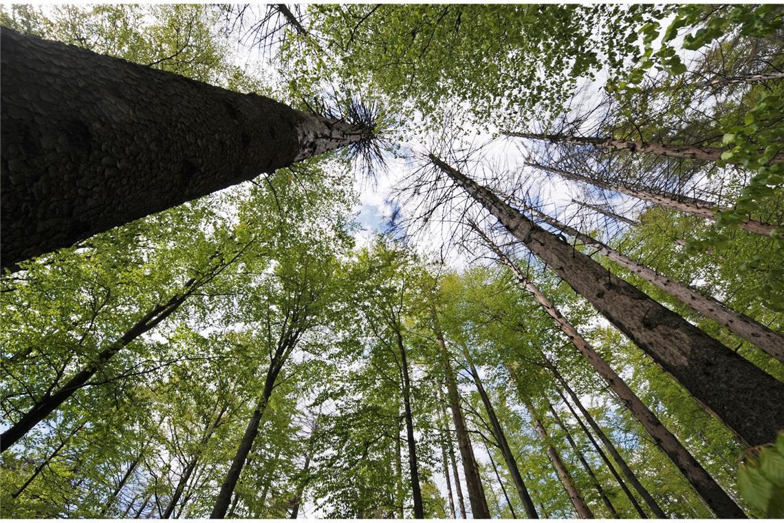 So können auch Sie in der Wildnis überleben Autopanne im Wald, kein Handyempfang. Plötzlich ist man mutterseelenallein, kein Mensch weit und breit, der helfen kann. Was ist jetzt zu tun?