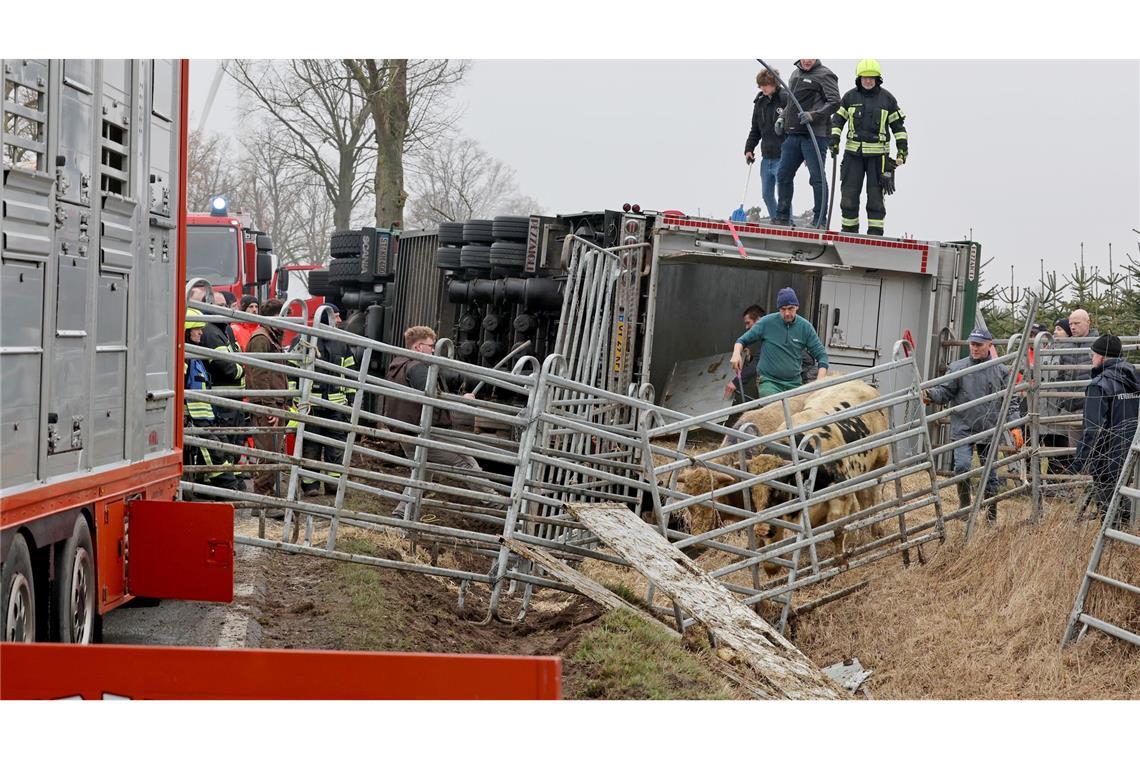 Bilder des Tages B110 bei Jarmen: Tiertransporter umgestürzt – aufwändige Bergung der Rinder