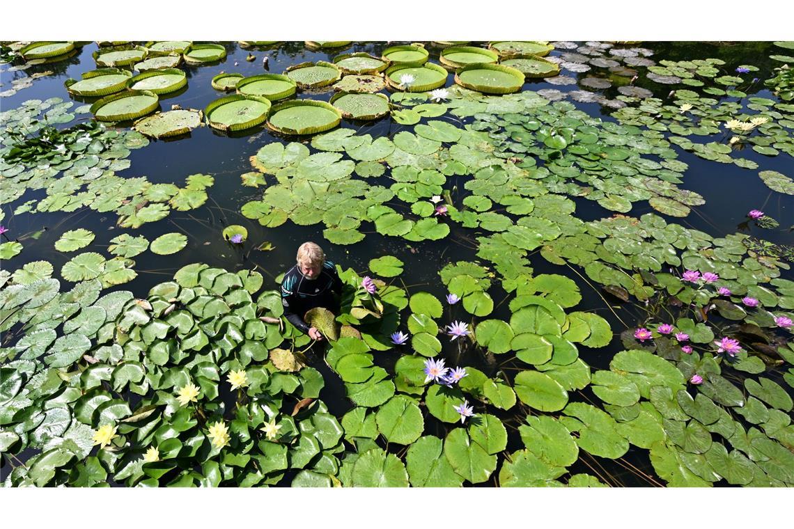 Bilder des Tages Bad im Seerosenteich - Gärtner Achim bei der Pflanzenpflege