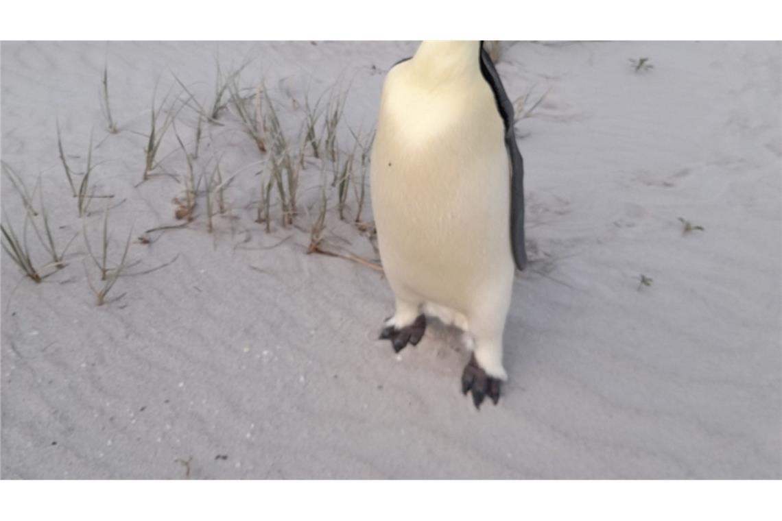 In Australien gestrandeter Kaiserpinguin wieder in Freiheit Badegäste am Ocean Beach staunten nicht schlecht über den seltenen Gast (Handout).