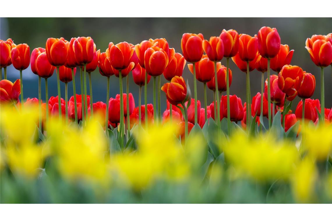 Baden-Württemberg erwarten in den nächsten Tagen frühlingshafte Temperaturen. (Symbolbild).