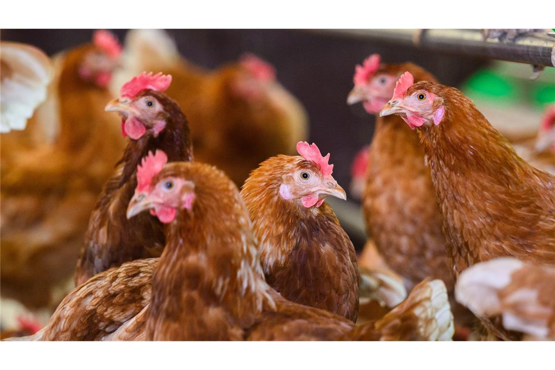 Baden-Württemberg verhängt entlang des Rheins eine Stallpflicht für Geflügel.