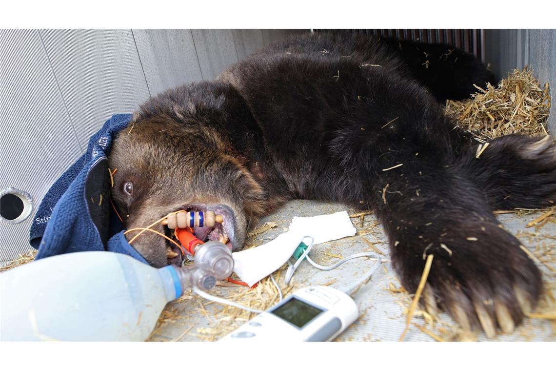 Bär zieht um - Braunbärin Teddy betäubt