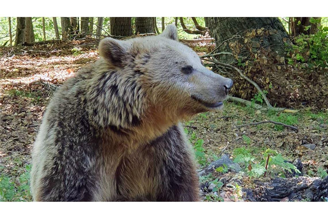 Bär attackiert Wanderer – Mann stirbt Bären-Attacke in Griechenland (Symbolbild)