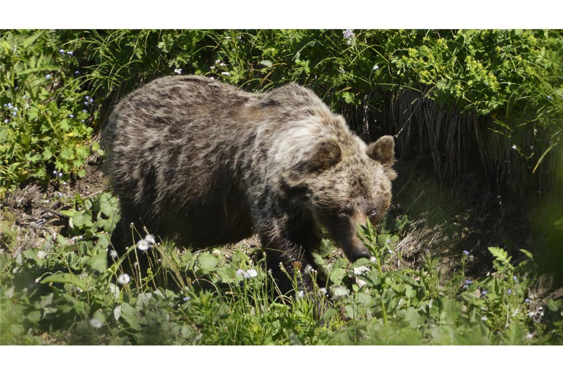 Schafrisse und Spuren im Schnee: Bär in Tirol vermutet Bären wandern immer wieder aus dem italienischen Trentino nach Norden. (Symbolbild)