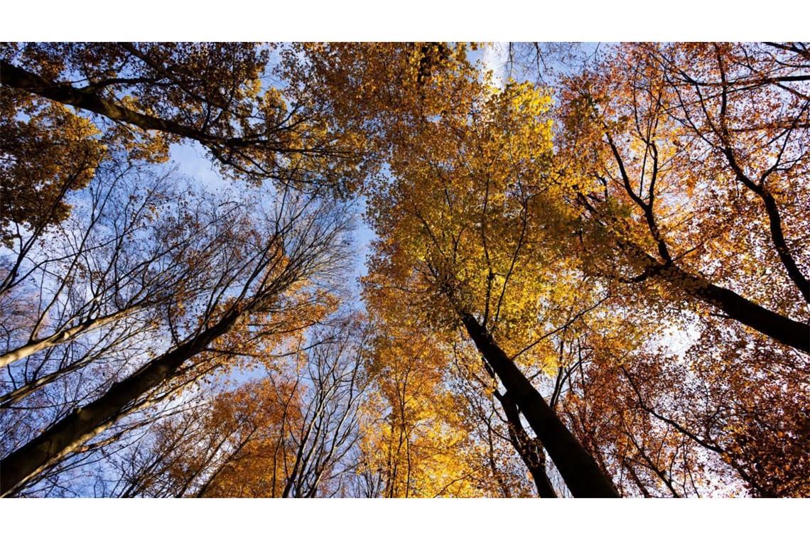 Bäume mit herbstlichem Laub stehen im Stadtwald von Düsseldorf