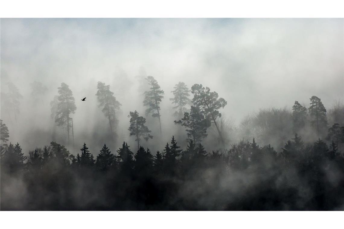 Bilder des Tages Bäume ragen aus dem dichten Nebel am Rande der Schwäbischen Alb.