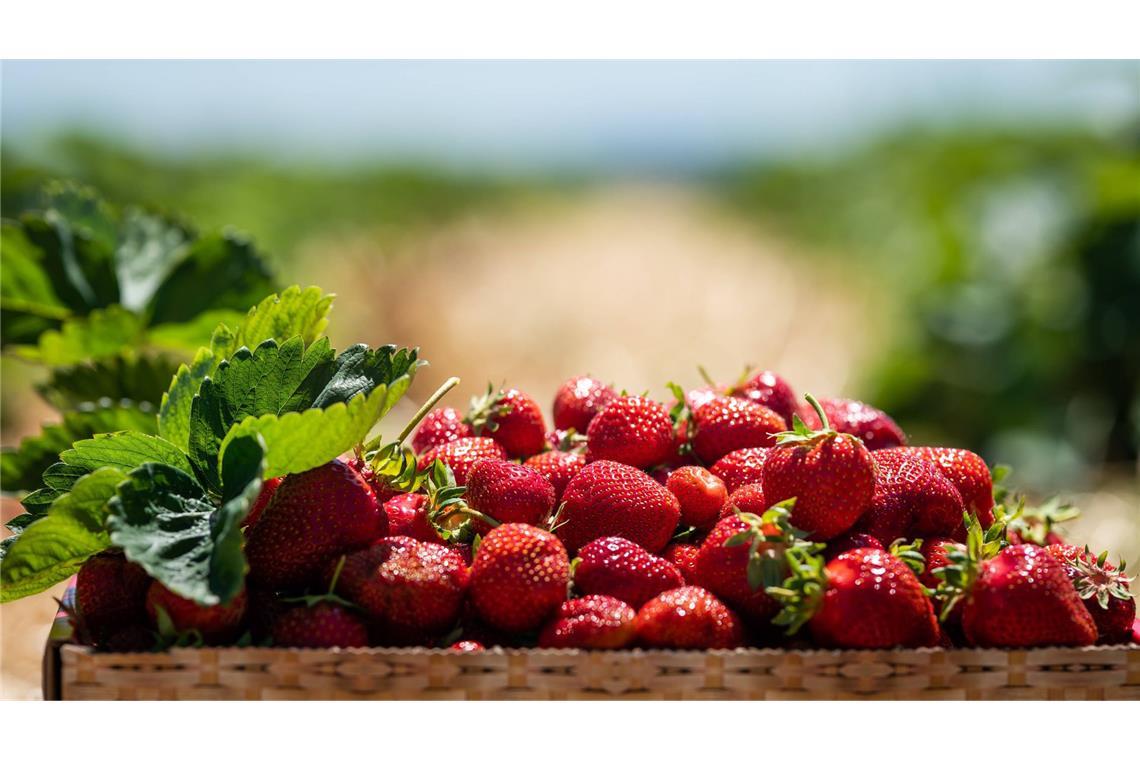 Bald beginnt auch in Baden-Württemberg die Erdbeersaison. (Archivbild)