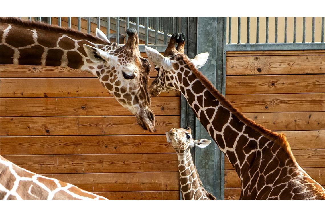 Bald darf Mumbi auch das Außengelände entdecken – zusammen mit ihrer Giraffenherde und anderen Tierarten wie Zebras, Gnus und Impalas.