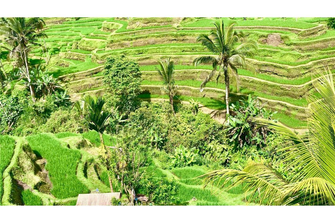 Bali ist bei Urlaubern aus aller Welt wegen seiner herrlichen Landschaften und idyllischen Reisterrassen beliebt. (Archivbild)
