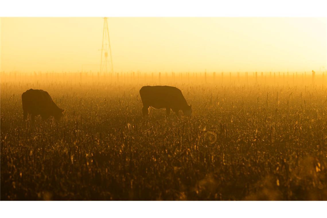 Freihandelsabkommen zwischen EU und Mercosur auf Zielgeraden Bauern in der EU befürchten, dass sie in einen neuen Preiskampf gezwungen werden. (Archivbild)