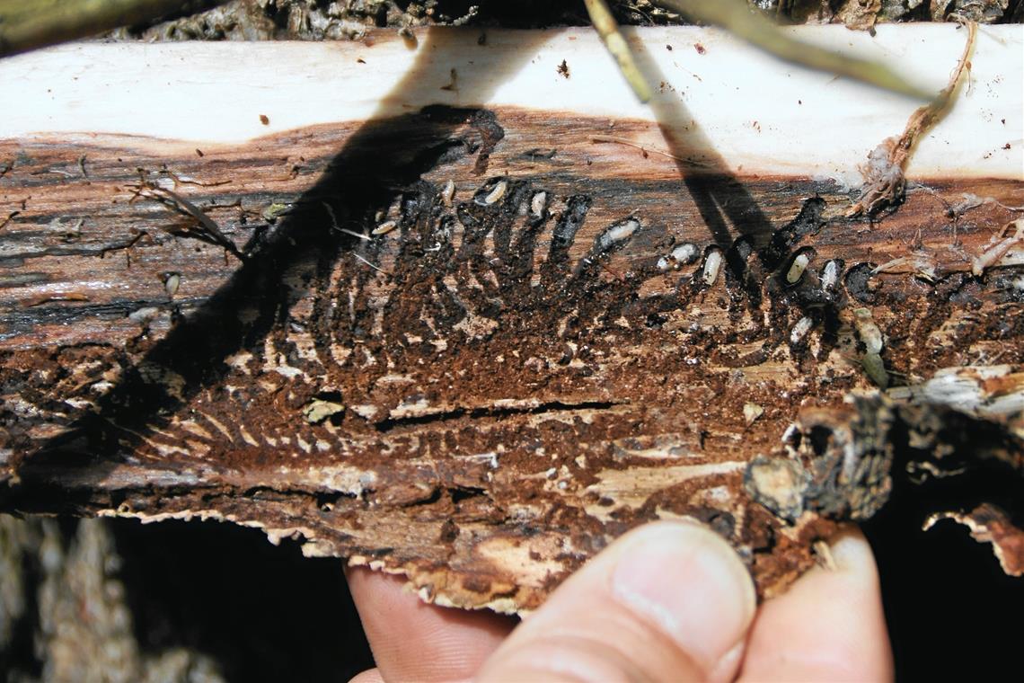 Borkenkäfer gefährdet die Wälder Baummehl ist ein erstes Erkennungszeichen für den Befall.