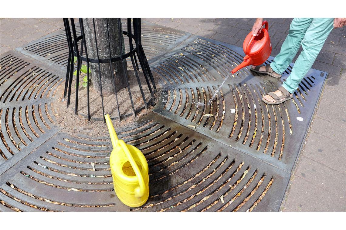 Der gestresste Stadtbaum - Was ihm helfen kann