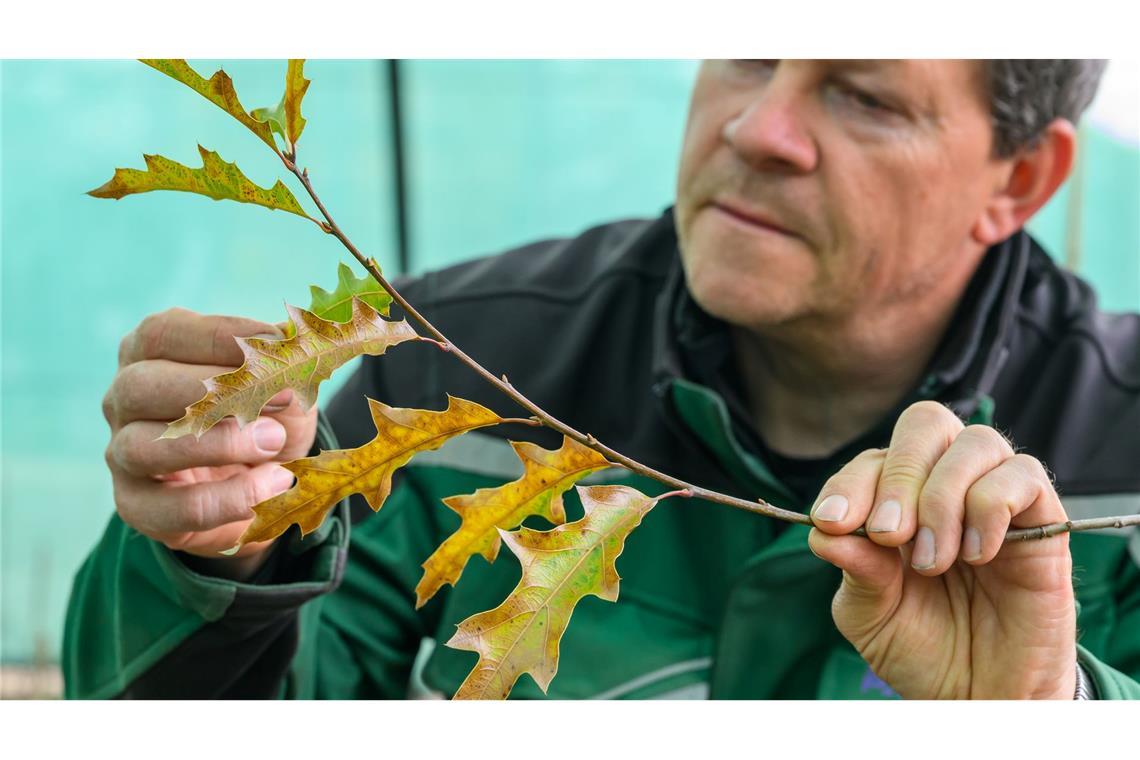 Historische Parkanlagen im Klimastress Baumschulgärtner Holger Derno betrachtet in der Baumuniversität Blätter einer Eiche (Quercus canbyi). Diese Eichenart ist unter anderem in Mexiko heimisch. (Archivbild)