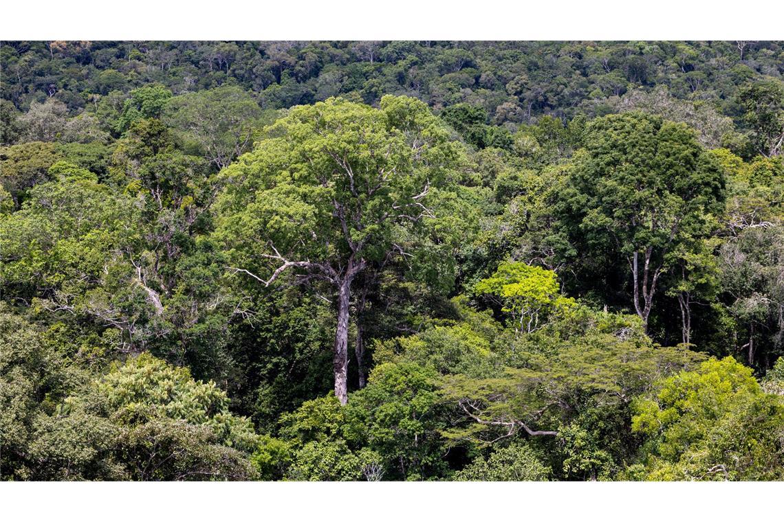 Bericht: Waldzerstörung geht immer schneller Bedroht: Ein Baum steht im Regenwald in Brasilien. (Archivbild)