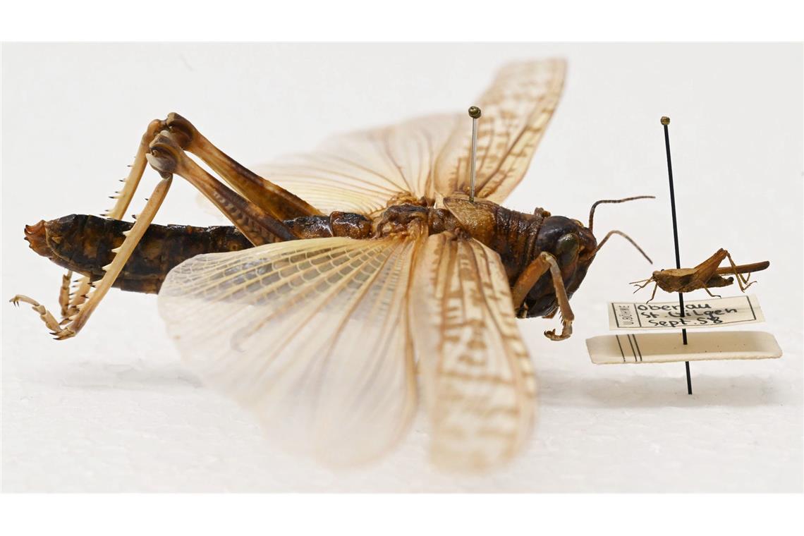 Beeindruckender Größenunterschied: Während die Dornschrecke (rechts) hierzulande häufig vorkommt, werden Wanderheuschrecken (links) eher in Terrarien gehalten.
