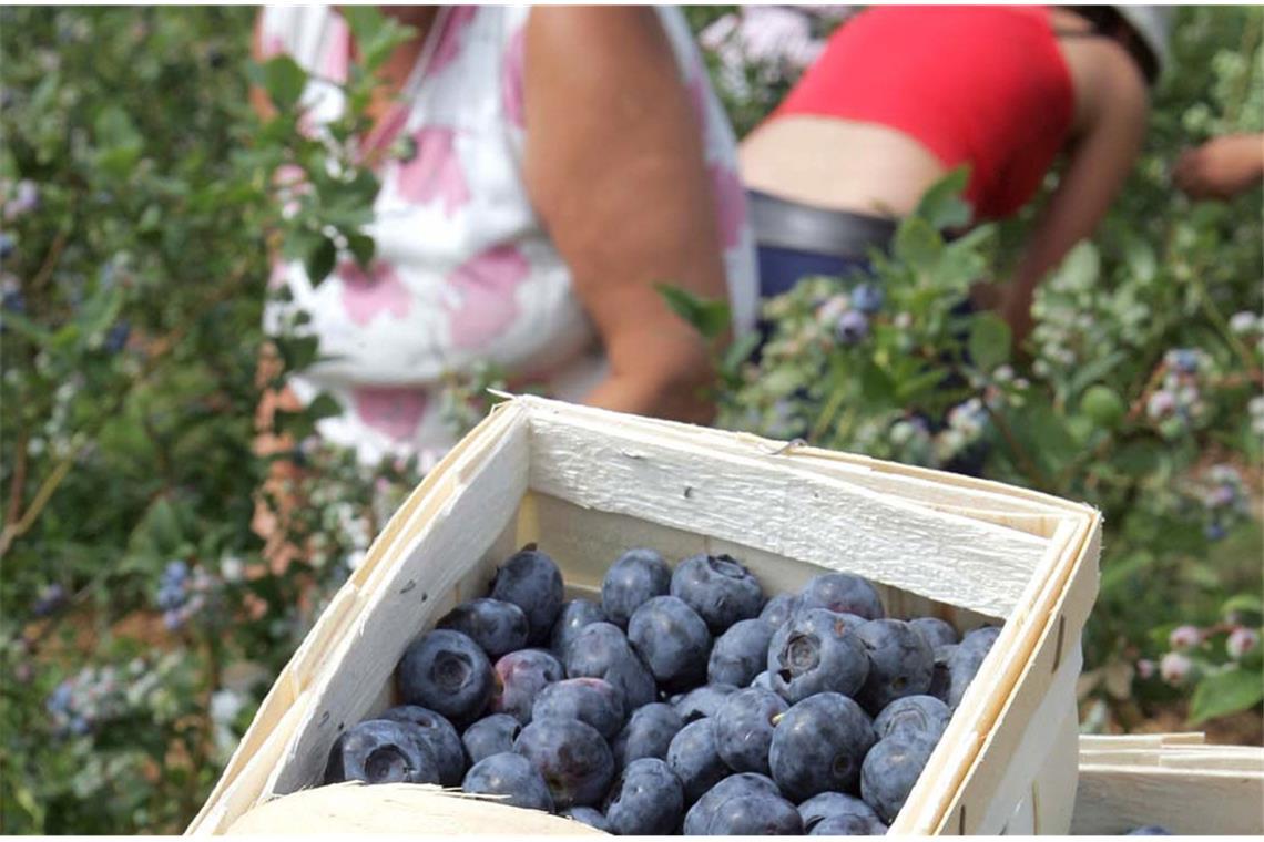 Beerenpflücken: Wem FKK auf dem Ameisenhaufen zu pieksig ist, der kann sich in Finnland auch an der WM im Beerenpflücken versuchen. Der Weltrekord liegt bei 27,98 Kilogramm Preiselbeeren in einer Stunde (Bild: Ernte-Helferinnen beim Heidelbeeren-Pflücken in Borstel, Landkreis Diepholz).