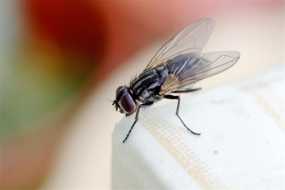 Plötzlich viele Fliegen im Zimmer? – Das sind die Ursachen Befinden sich plötzlich viele Fliegen im Zimmer, kann dies verschiedene Gründe haben. Die häufigsten Ursachen erfahren Sie hier.