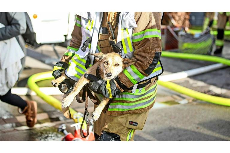 Beherzt rettete ein Feuerwehrmann einen Hund in Villingen-Schwenningen vor dem Feuer.