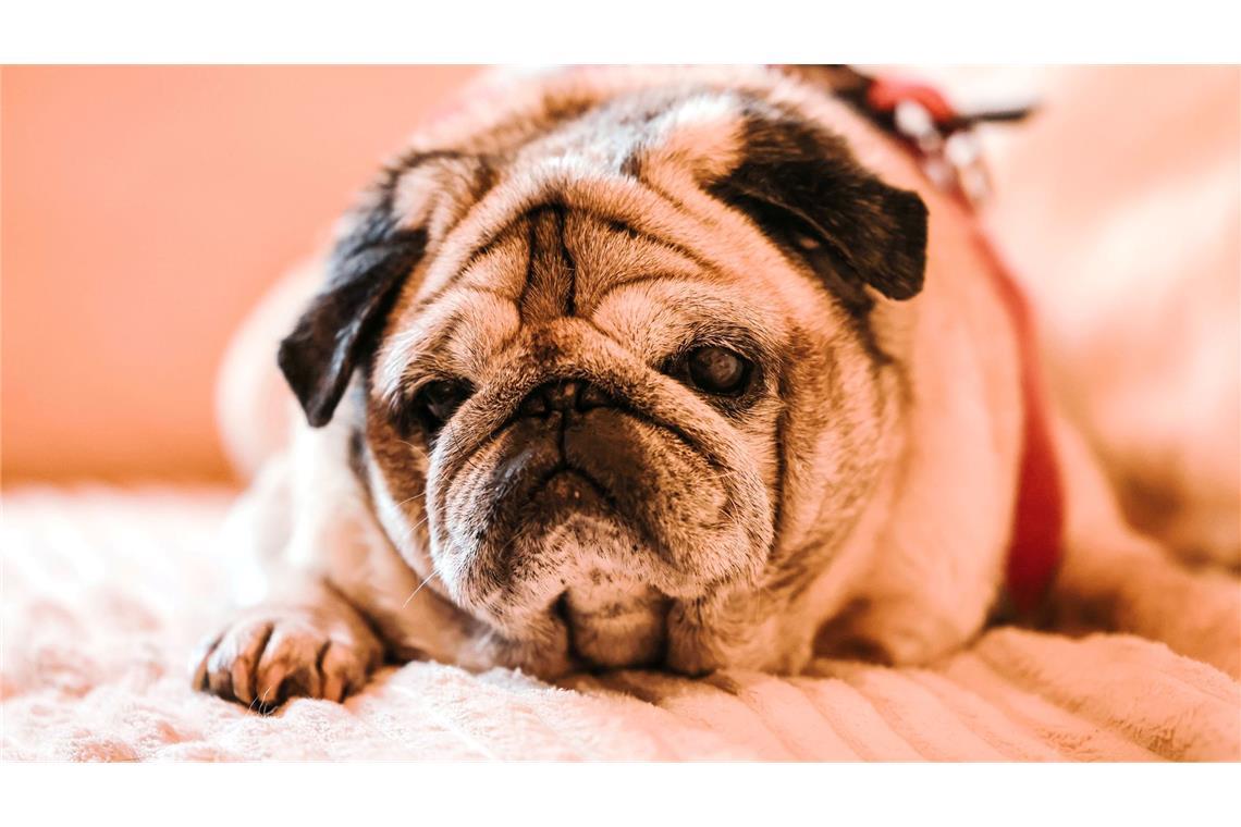 Verwirrt, desorientiert: Viele Hunde und Katzen haben Demenz Bei älteren Hunden ist Demenz laut Experten weit verbreitet.