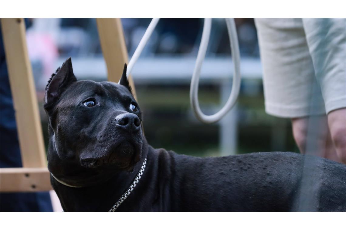 Hund beißt Vierjährigen – Polizei sucht Zeugen Bei dem Hund soll es sich um einen American Staffordshire Terrier (im Bild) oder Pitbull Terrier handeln (Symbolfoto).