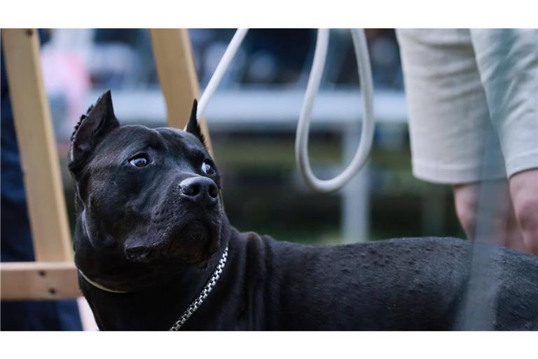 Bei dem Hund soll es sich um einen American Staffordshire Terrier (im Bild) oder Pitbull Terrier handeln (Symbolfoto).