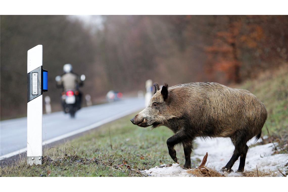 Bei dem Unfall wurden drei Wildschweine getötet. (Symbolbild)