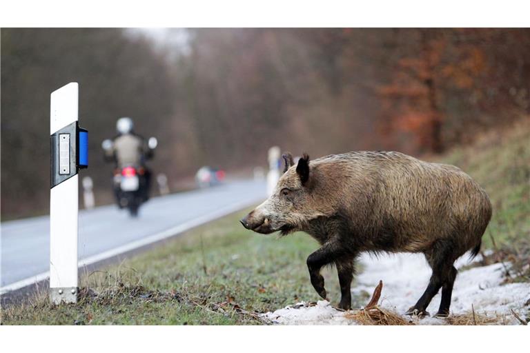 Bei dem Unfall wurden drei Wildschweine getötet. (Symbolbild)